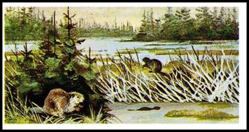 48 Beavers